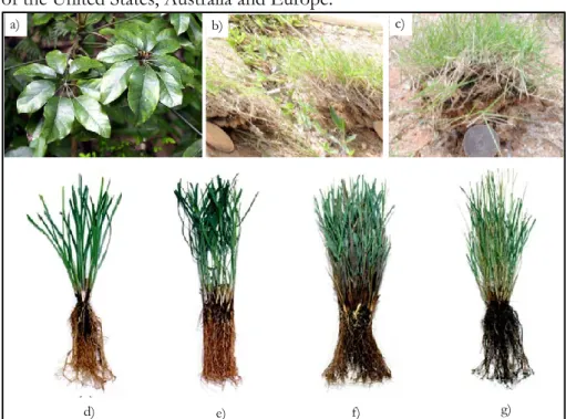 Figure  4.3  Main  vegetation  types  studied  for  bio-engineering.  Tree  species:  a)  Schefflera Heptaphylla (GEO, 2011); Grass species: b) Cynodon dactylon and c)  Zoysia Matrella (Zhu &amp; Zhang, 2016), d) Vetiver, e) Pangrass, f) Eragrass and g)  E
