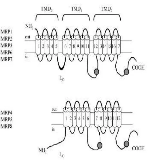 Fig. 1.4: Membrane topology of MRP proteins [43]. 