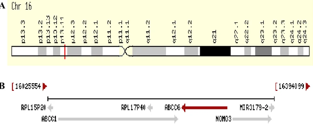 Fig. 1.5: Position of ABCC6 gene on chromosome 16 (A). The region of chromosome 