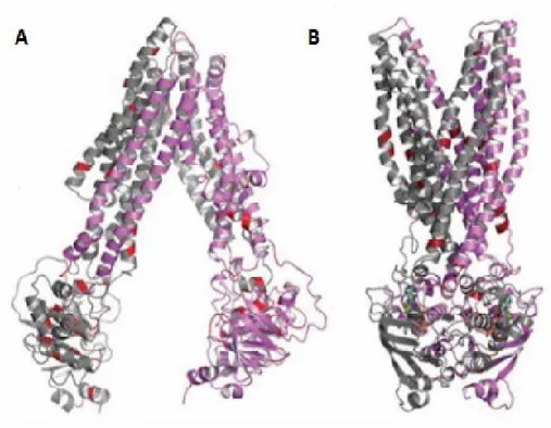 Figure 1.6: Three-dimensional model of MRP6: (A) nucleotide saturated 