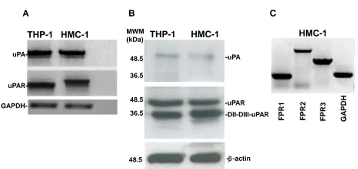 Figure 1. uPA, uPAR and FPRs expression in HMC-1  cells. 