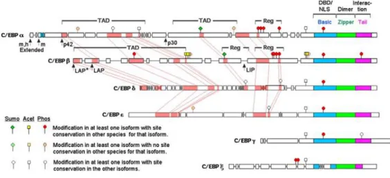 Figure 3: Amino acid sequence relationships among C/EBP family members. 