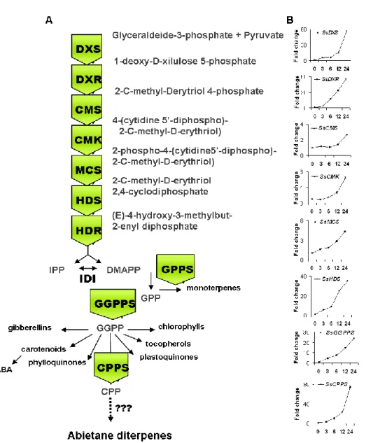 Figure 3.2  -   Schematic  representation  of  the  plastidial  MEP-derived  pathway  (A)  and  quantitative   expression levels of MEP pathway genes in MJ treated S