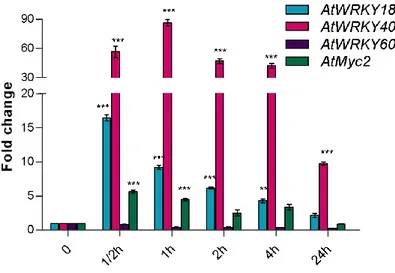 Figure 3.4 - Transcriptional activation of AtWRKY18, AtWRKY40, AtWRKK60 and AtMyc2 TFs  in  A
