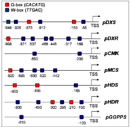 Figure 3.6 –   Localization  of  W-box  and  G-box,  binding  sites  of  WRKY  and  Myc2  in 