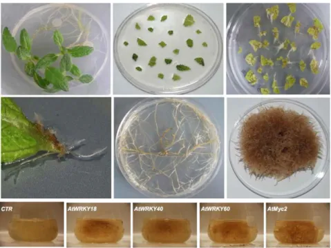Figure 3.8-  Different  stages  of  A.  rhizogenes  mediated  transformation  of  S.  sclarea  leaf 