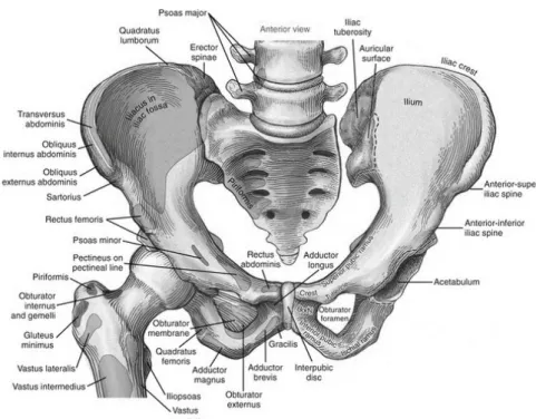 Figure I.1: Hip joint anatomy. Proximal attachments are indicated in red, 