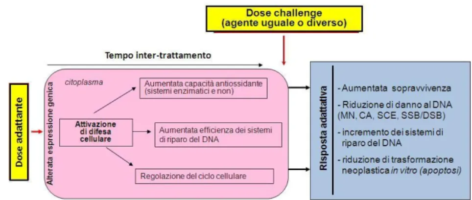 Figura 1.1 - Alcuni basilari meccanismi probabilmente coinvolti nella RA. 