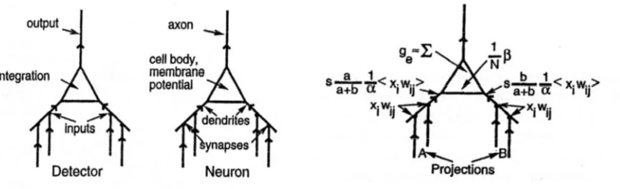 Figura 2.7: passaggio dal neurone biologico al neurone formale classico e al Leabra.  