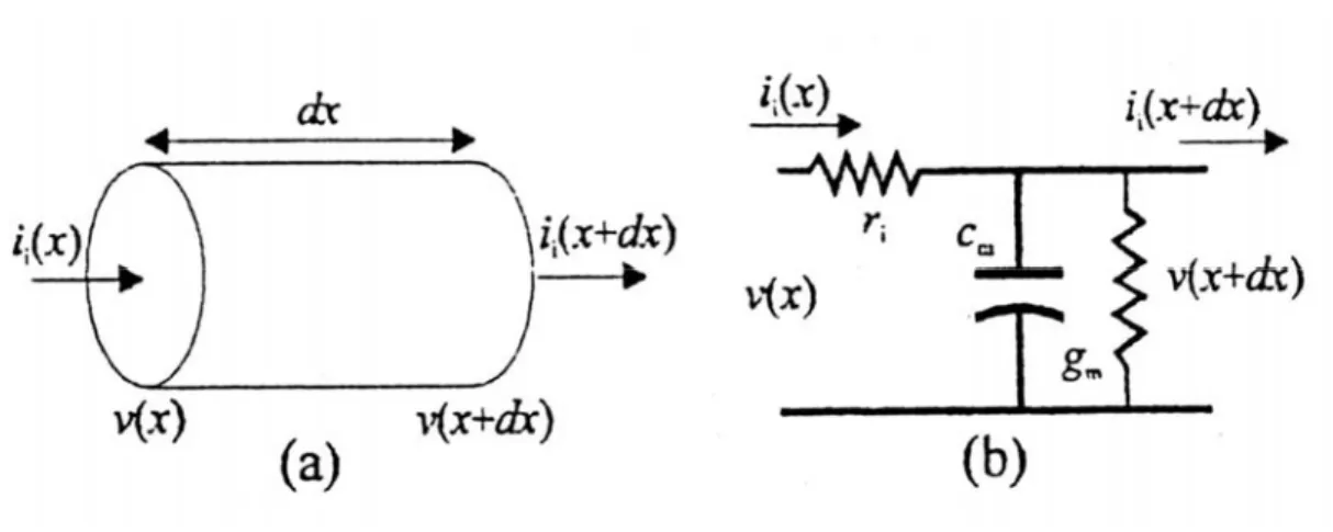 Figura 2.2:(a) tratto elementare di assone durante la conduzione;(b) riduzione alla cella elementare