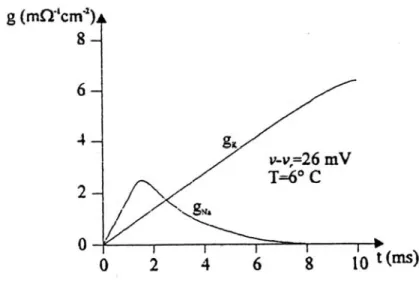 Figura 2.3: andamento della conduttività del sodio e del potassio nel tempo in regime di voltage-clamp