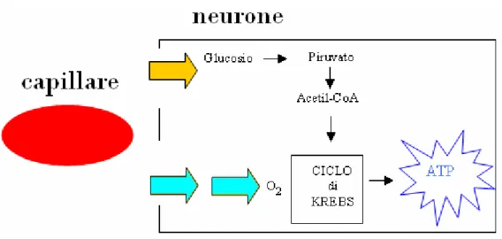Fig 4.1 modello classico di metabolismo neuronale 