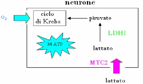 Fig 4.6 Il lattato entra nel neurone per mezzo della molecola trasportatrice MTC1 e viene trasformato  in piruvato grazie all’enzima specifico LDH1, in seguito al ciclo di Krebs si formano 34 ATP 