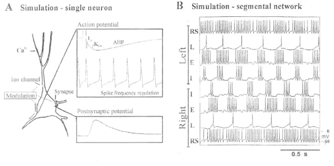Figura 1.9 : modello simulativi della rete di locomozione 