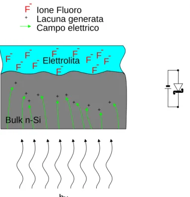 Figura 2.9: Schematizzazione del sistema silicio di tipo n-HF in condizioni di polarizzazione anodica  con illuminazione sul back del substrato di silicio