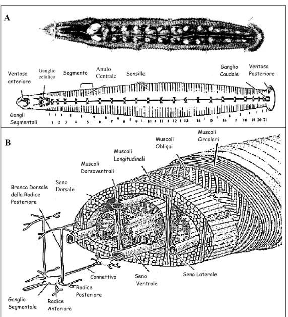 Fig. 2:  A)  Schema del sistema nervoso gangliare di H. medicinalis (modificato da: Kuffler 