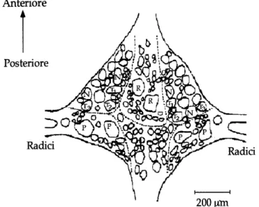 Fig. 3: Schema del lato ventrale di un ganglio segmentale. Sono evidenti i  neuroni sensoriali T, P e N e le cellule serotoninergiche di Retzius (R)