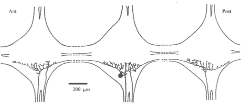 Fig. 4:  Schema dell’organizzazione delle ramificazioni di una cellula T 2   