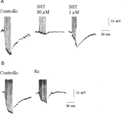 Fig. 6:  A)  Effetto della somministrazione della 5HT sull’ampiezza della AHP. B)  Effetto della stimolazione delle cellule serotoninergiche di Retzius  sull’ampiezza della AHP (modificato da: Belardetti et al., Brain Res., 300:  91-102, 1984)