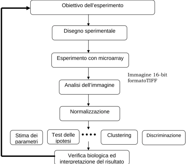 Figura 2.1: Diagramma di flusso operativo in un esperimento di microarray. Stima dei parametri Analisi dell’immagine Normalizzazione Immagine 16-bit formatoTIFF  Clustering  Discriminazione 