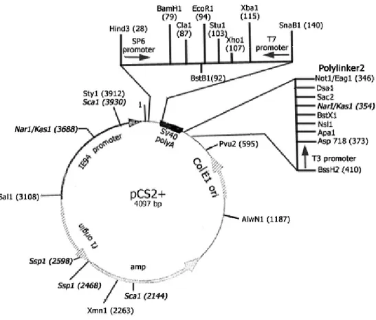 Fig. 2.1 Plasmide pCS2+ 