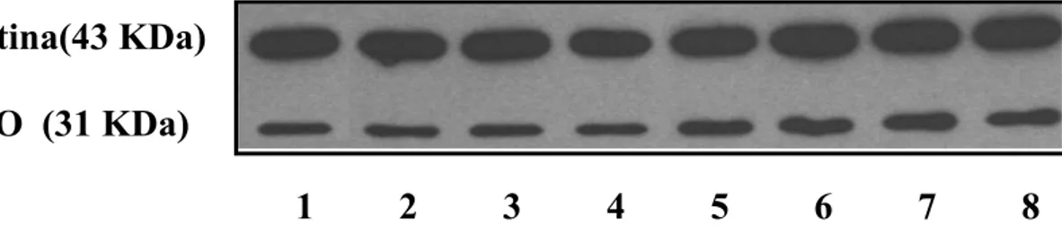Figura 5 A. Immunoblotting di cellule di melanoma umano Me665/2/21 (100000  cellule/piastra) trattate con TNF-α