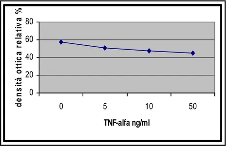 Figura 6 B. Analisi densitometrica delle bande immunoreattive di due esperimenti  analoghi a quello riportato in Fig