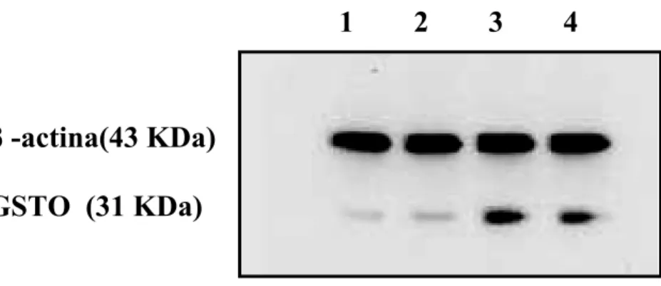 Figura 7. Immunoblotting di cellule di melanoma umano Me665/2/21 trattate con TNF-α. 