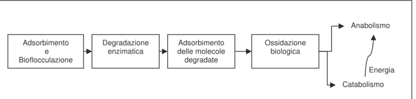 Figura 7: metabolismo all’interno del selettore 