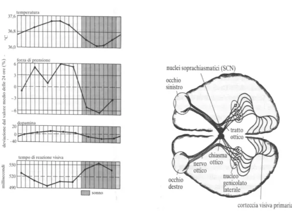Figura 3.1: Pannello sinistro: ritmi circadiani relativi a quattro diverse attivit` a