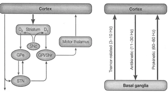 Figura 3.4: Circuito neurale dei gangli della base. A sinistra, rappresentazione schematica del circuito (SNc = substantia nigra compacta, SNr = substantia nigra reticulata, GPi = globus pallidus interno, GPe = globus pallidus esterno, striatum = nucleo ca