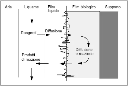 Figura 24 - Rappresentazione schematica dei fenomeni diffusivi nei processi a biomassa adesa.