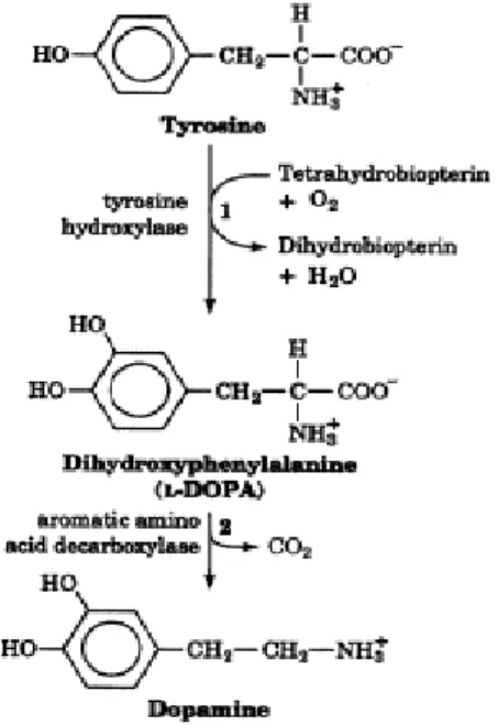 Fig. 1  Metabolismo della DA. 