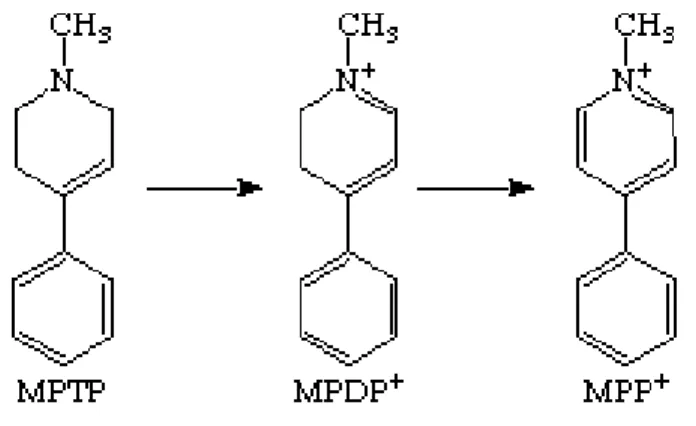 Fig. 3  Cambiamenti strutturali delle molecole implicate nel metabolismo 