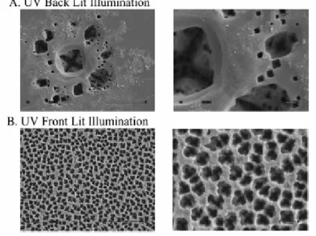 Figura 3.1: immagini rappresentative ottenute con SEM della nanoporosità ottenuta con UV back lit illumination  e UV  illumination