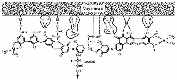 figura 1.5: formazione di un complesso organo minerale dall’interazione fra i minerali delle  argille e la SOM (AAVV, Ed