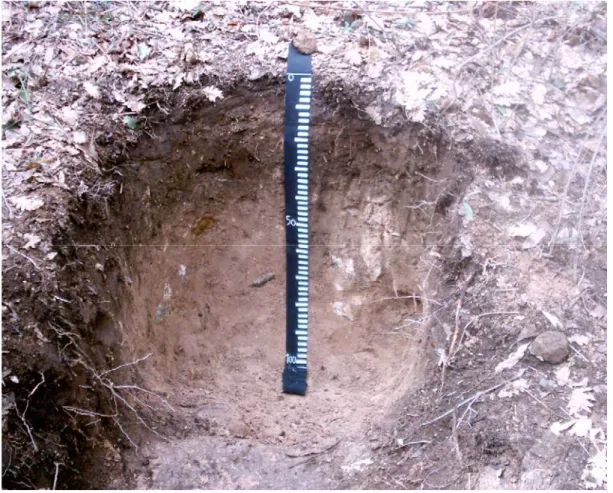 figura 3.1: foto del profilo tipo del suolo nel sito di Tolfa. 