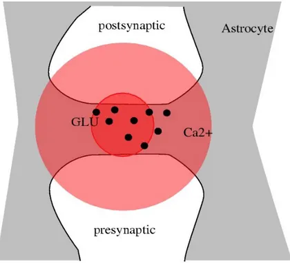 Figura 1.2: Il neurone presinaptico (in basso) rilascia glutammato (pallini neri) che si lega ai recettori posti sul compartimento postsinaptico