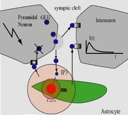 Figura 1.3: L’arrivo di un impulso di tensione sulla membrana presinaptica produce il rilascio di glutammato (GLU)(cerchi blu) nello spazio  intersinap-tico