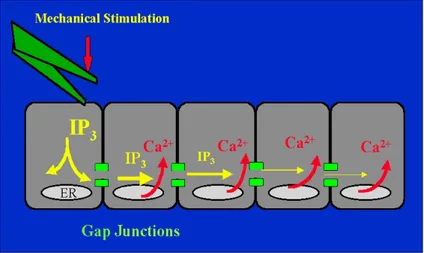 Figura 1.4: Schema di diffusione dell’IP 3 attraverso le gap junction. Uno