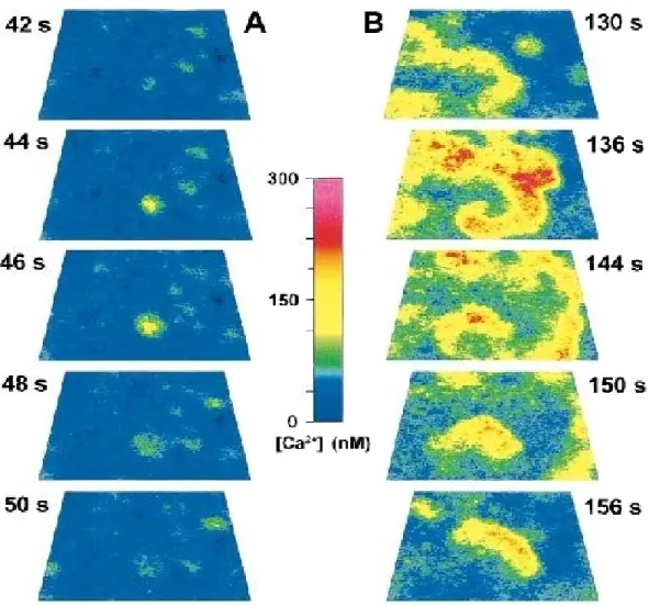 Figura 1.10: Generazione di onde di calcio in una coltura di cellule dell’ippo- dell’ippo-campo