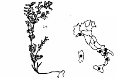 Fig. 2- Alnus vriridis (Chaix) DC. e sua distribuzione 