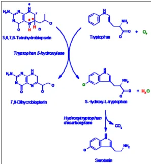 Figura 1: via biosintetica della serotonina 