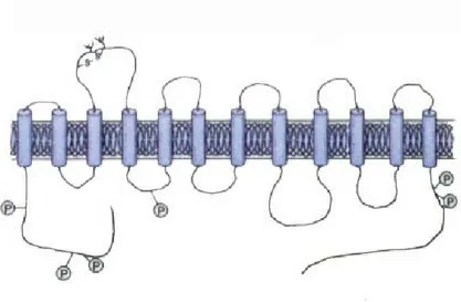 Figura 3: Rappresentazione schematizzata della struttura del trasportatore serotoninergico  