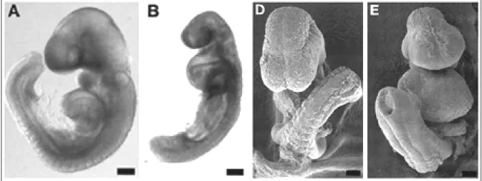 Figura 6: In A e D, embrioni di topo “wild type” a 9 giorni di gestazione, in visione laterale (A) e frontale (D)