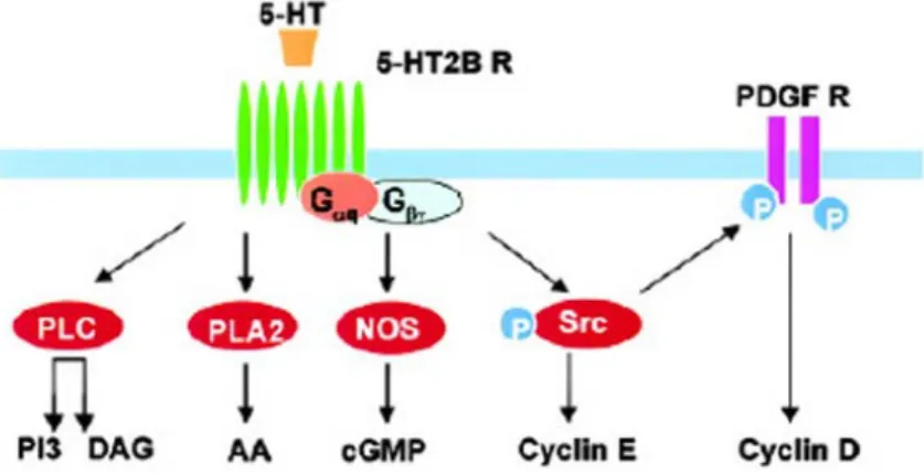 Figura 7: schema delle principali vie di trasduzione del segnale attivate dal legame della serotonina al 