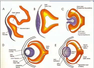 Figura 9: schema dello sviluppo dell’occhio nei vertebrati 