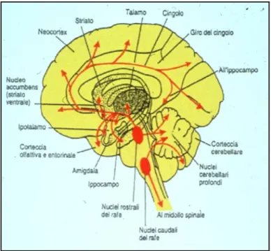 Figura 2: Rappresentazione schematica delle proiezioni assonali dei neuroni serotoninergici dei nuclei 