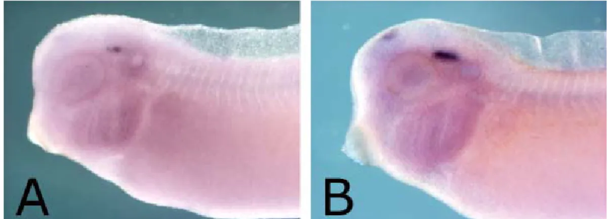 Figura 11: ibridazione in situ “whole mount” di embrioni di Xenopus a stadio 30 (A) e 33 (B), con una sonda 