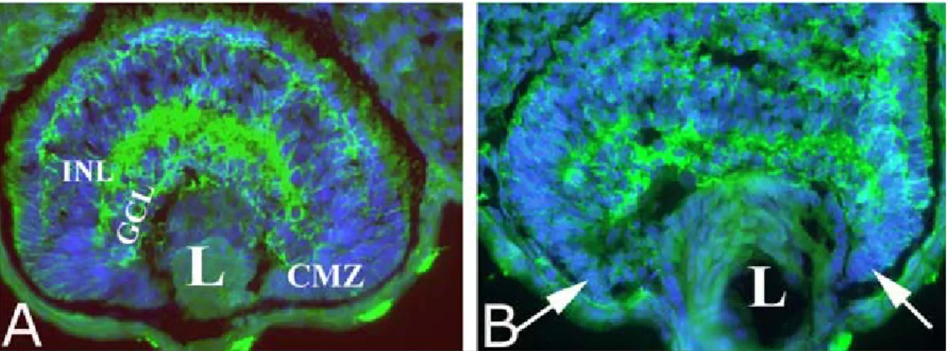 Figura 3:Sezioni orizzontali di retine di embrioni a stadio 42, “wild type” (A) e iniettato col Mo del recettore 5-